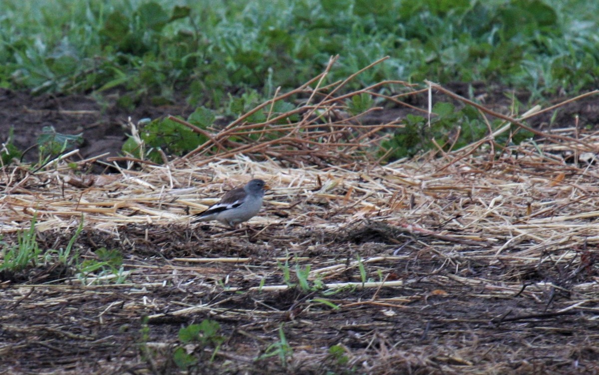 White-winged Snowfinch - ML534405511