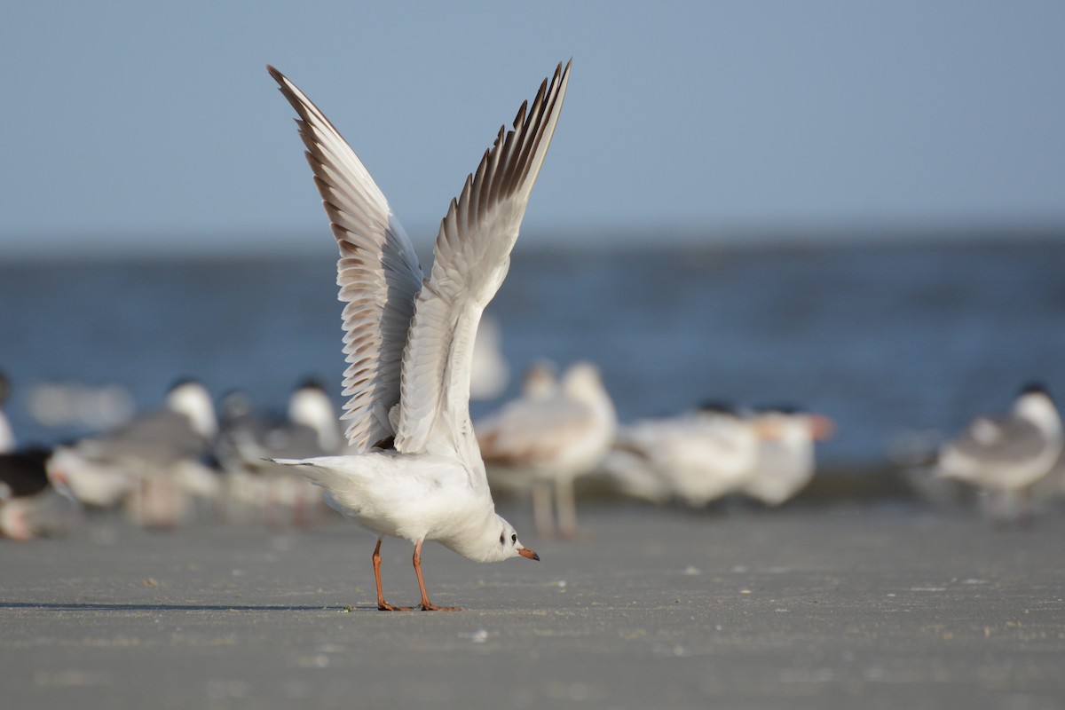 Black-headed Gull - ML53440561