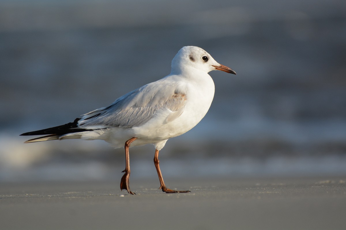 Black-headed Gull - ML53440581