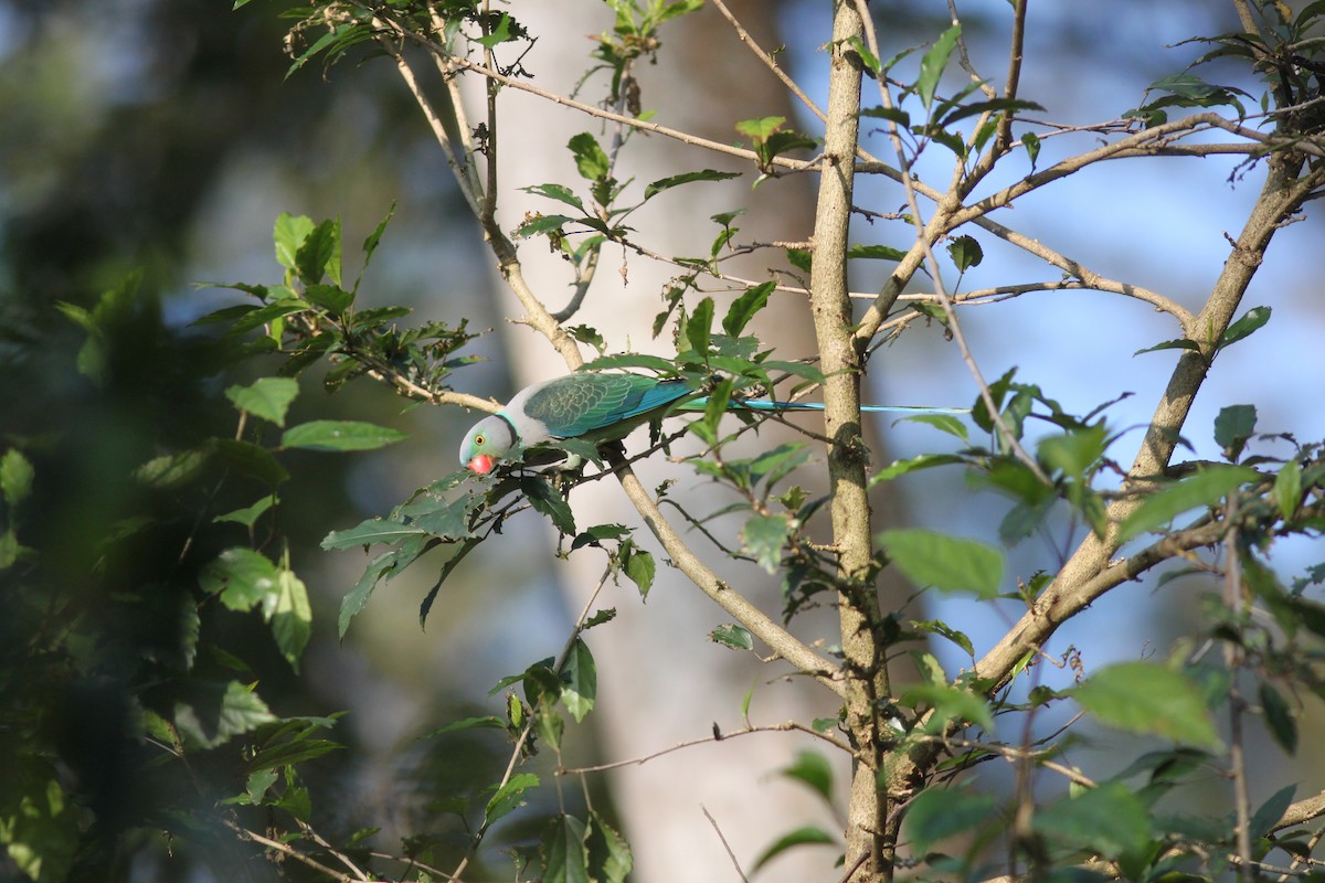 Malabar Yeşil Papağanı - ML534409211