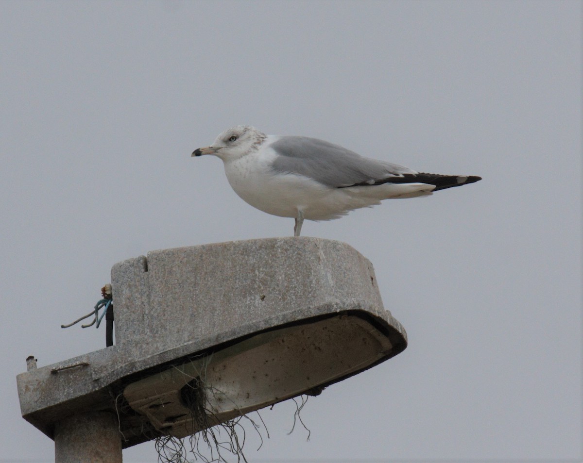 Ring-billed Gull - ML534409501