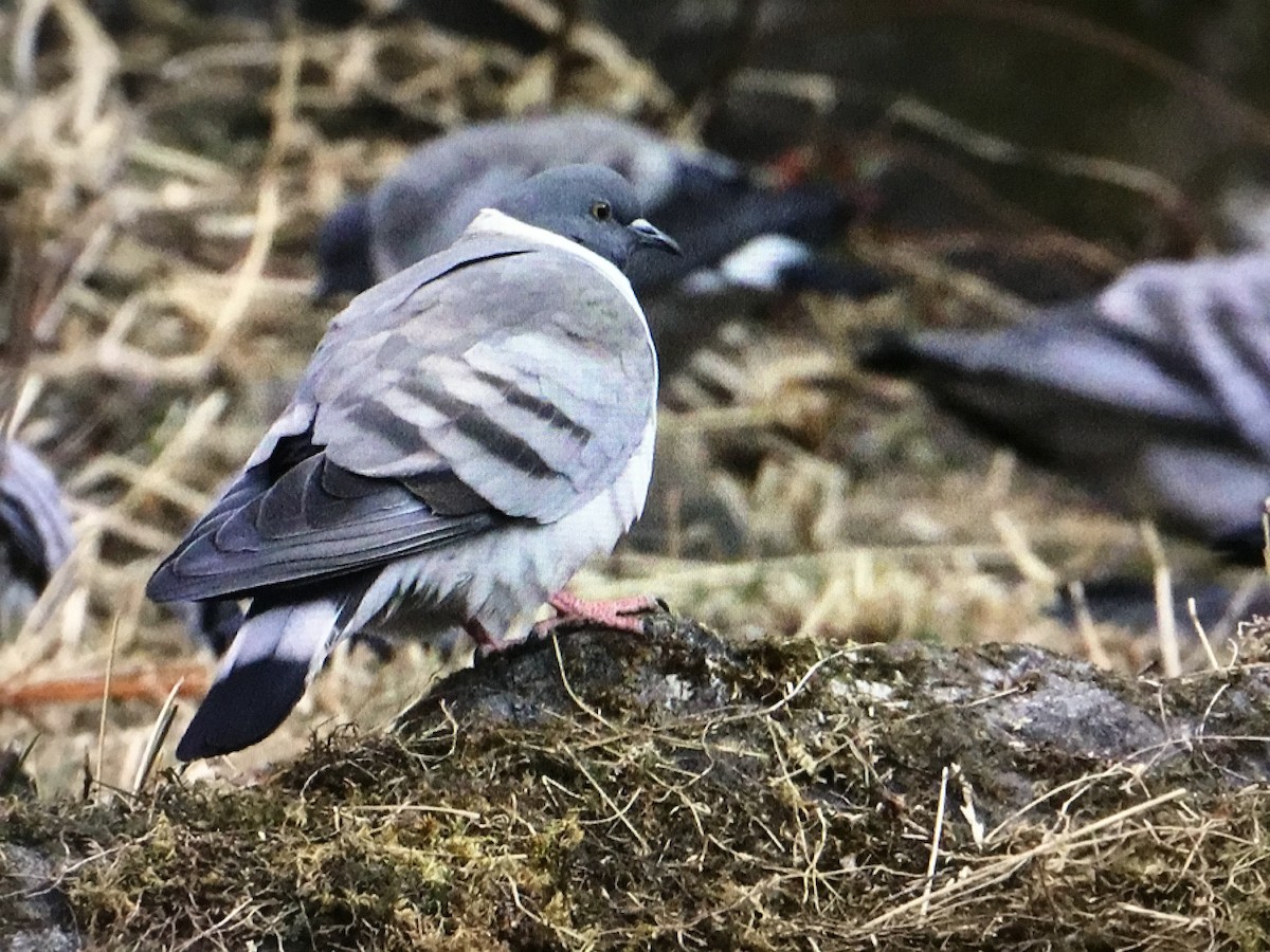 Pigeon des neiges - ML534410551