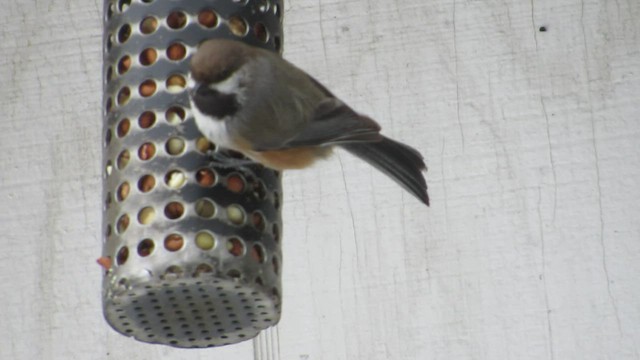 Mésange à tête brune - ML534415361