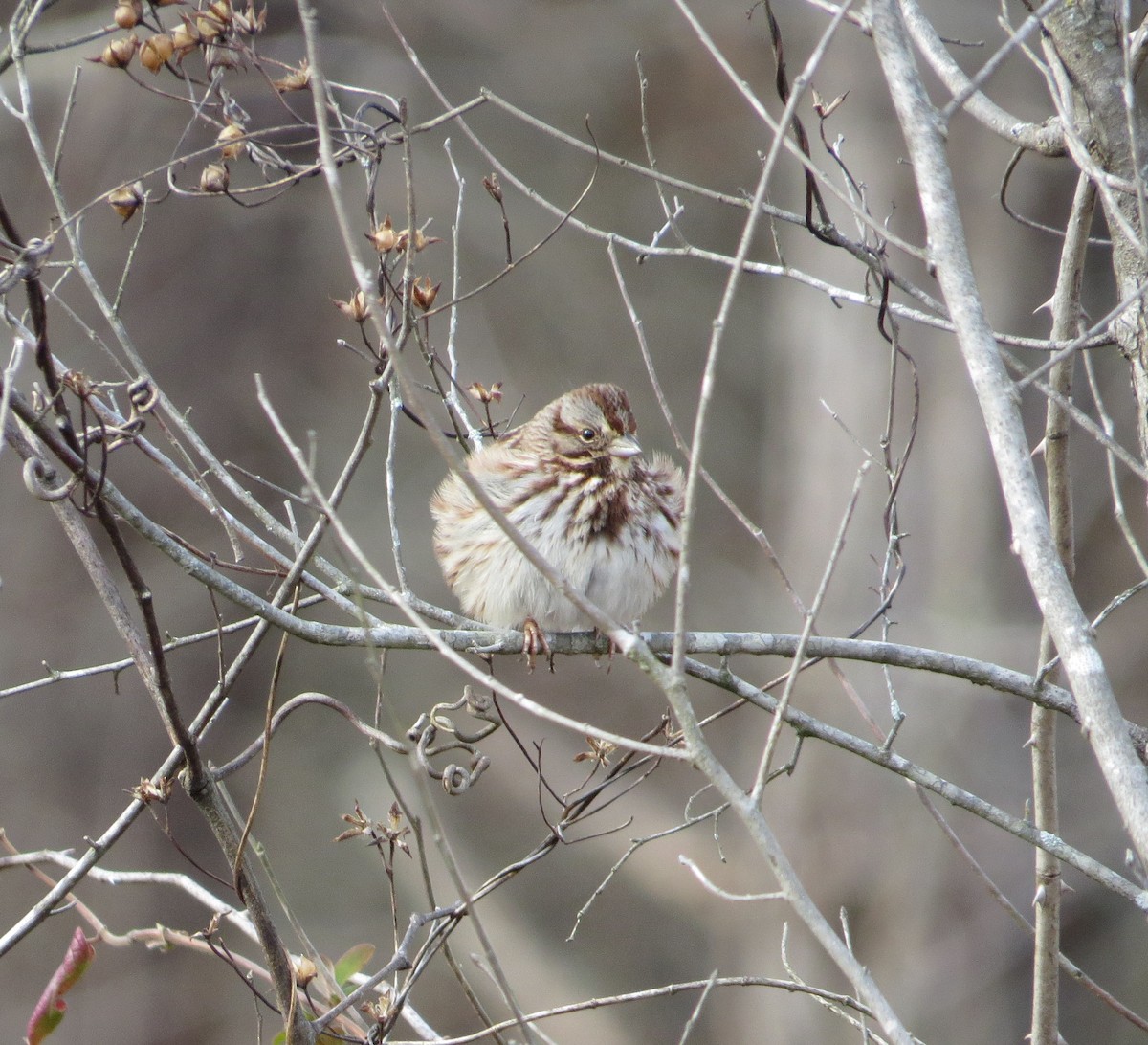 Song Sparrow - ML534415371