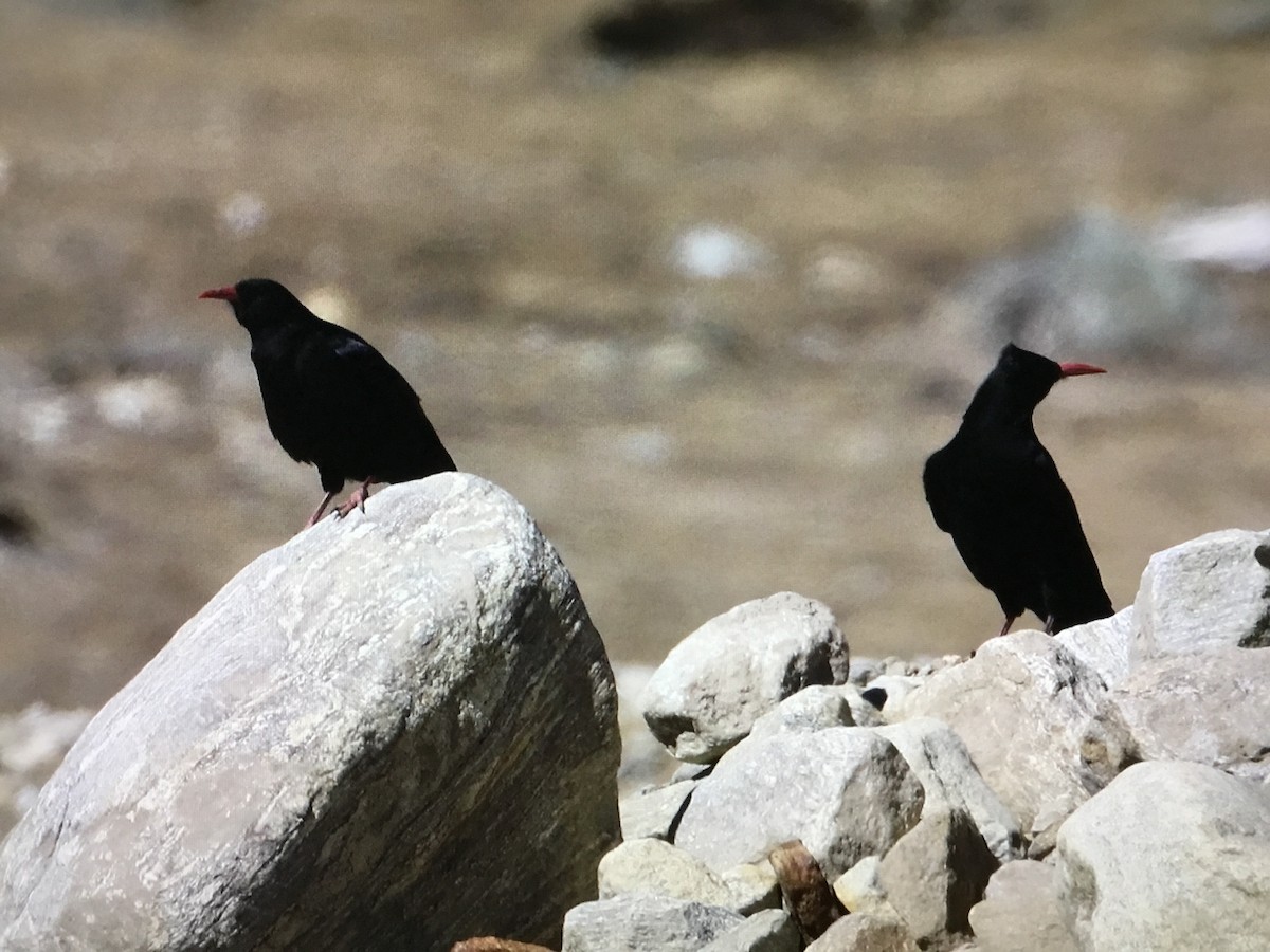 Red-billed Chough - ML534415911