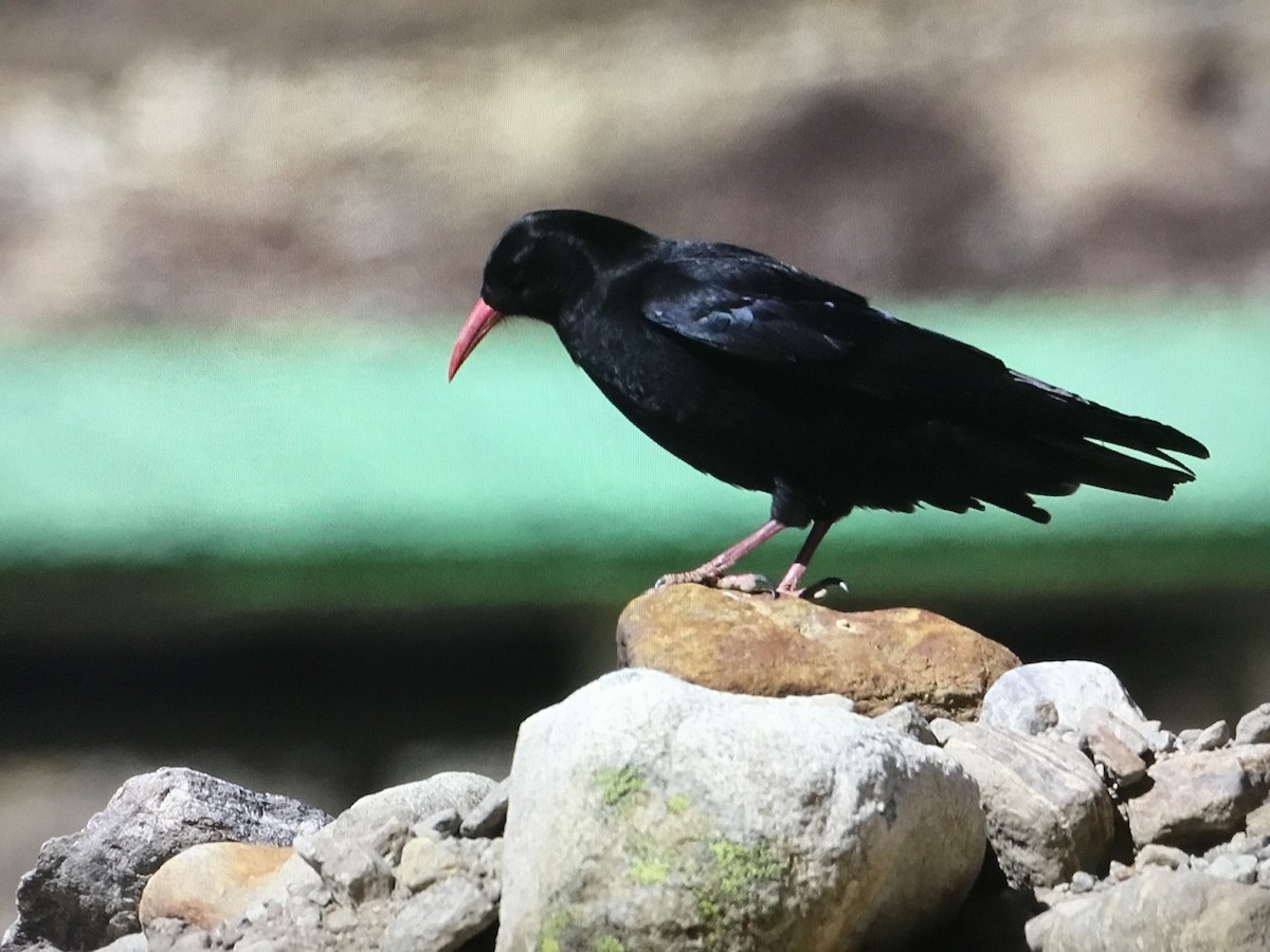 Red-billed Chough - ML534416001