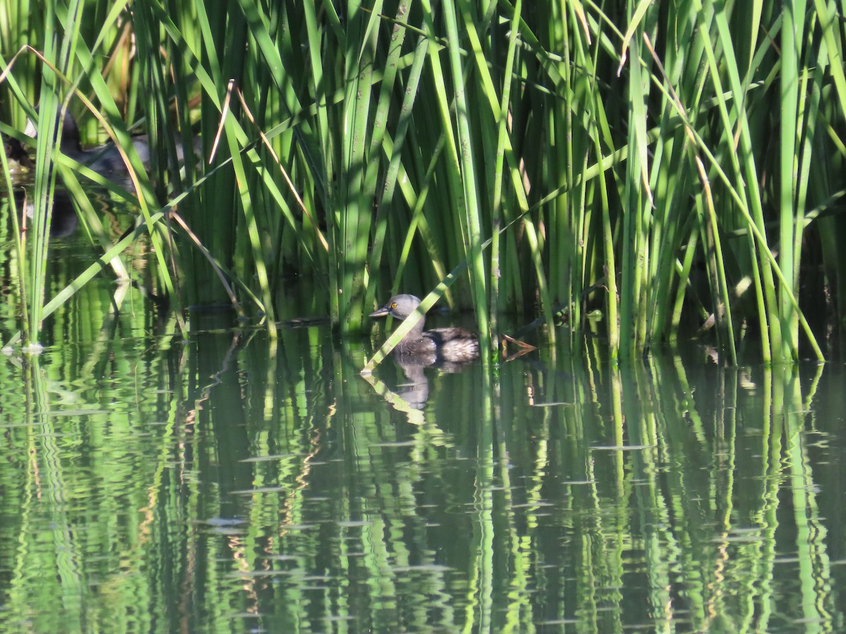 Least Grebe - Sebastián  Bonilla S