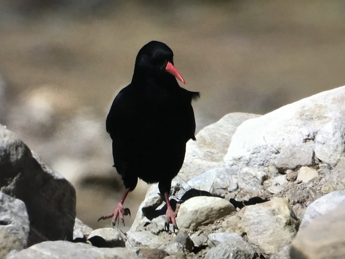 Red-billed Chough - ML534416421