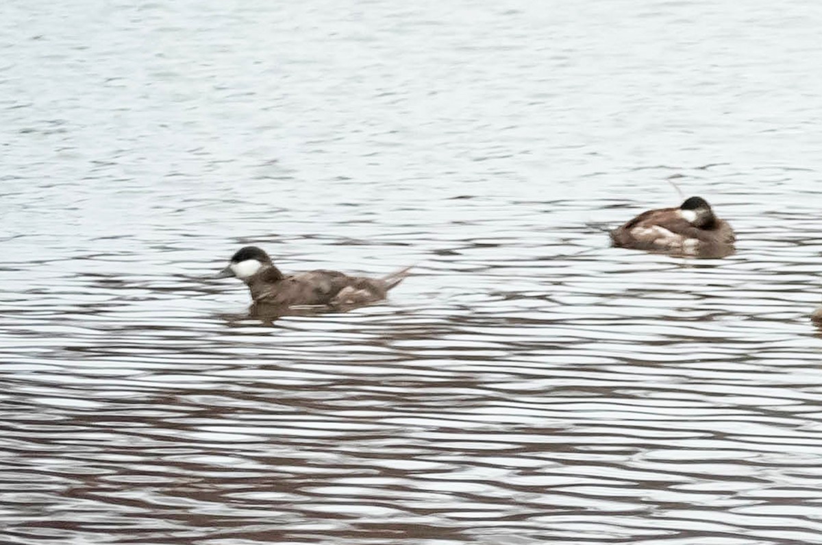 Ruddy Duck - ML53441661