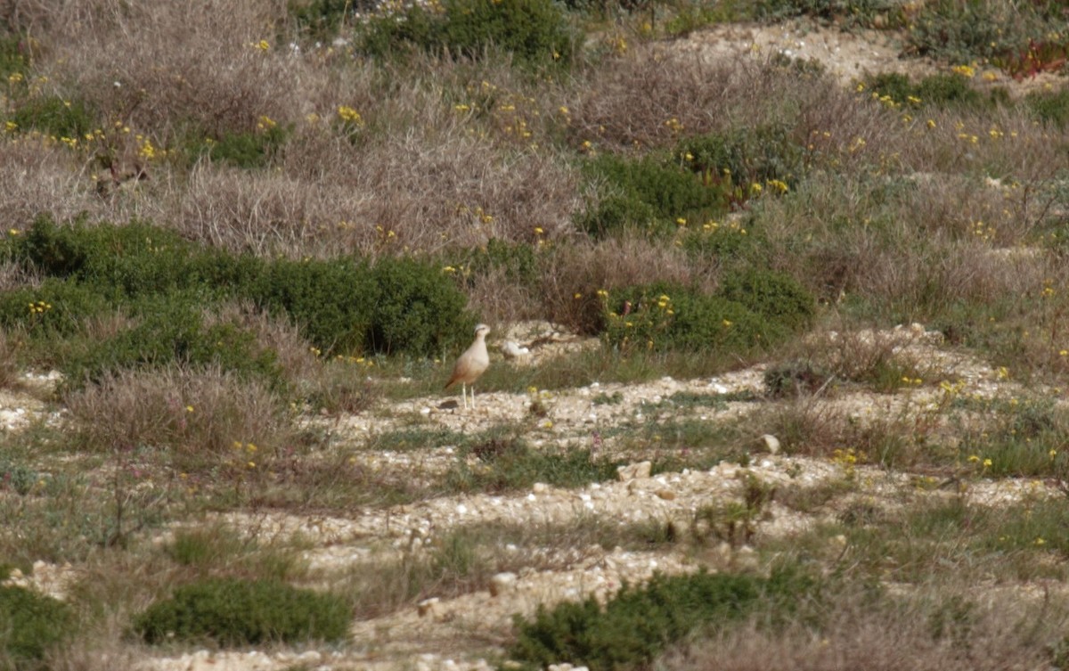 Cream-colored Courser - ML534416911