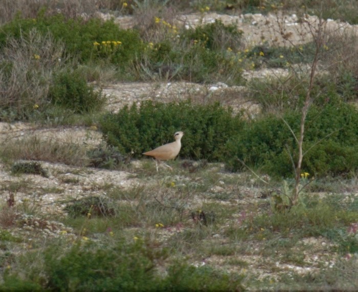 Cream-colored Courser - ML534416941