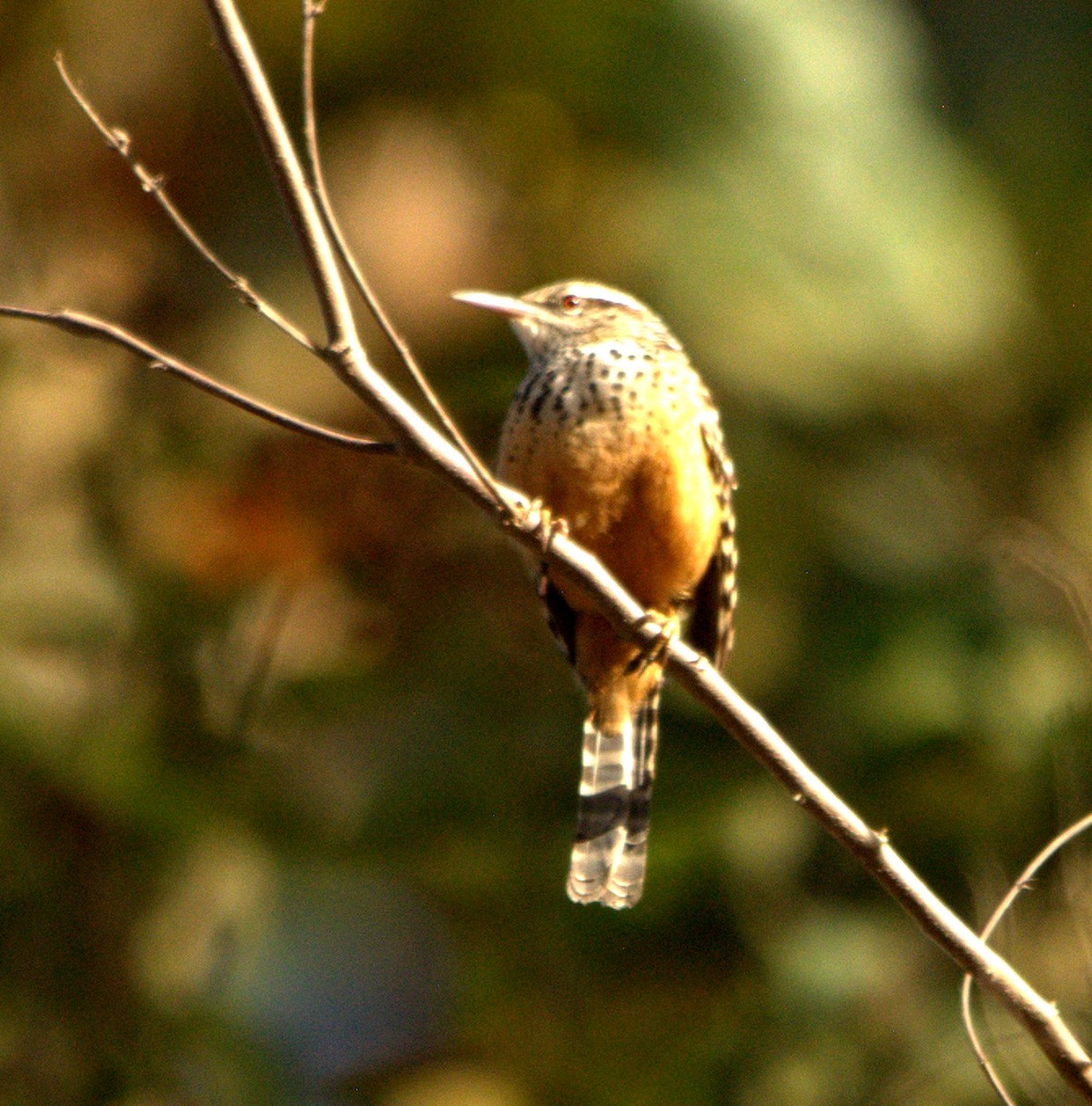 Band-backed Wren - ML534417951