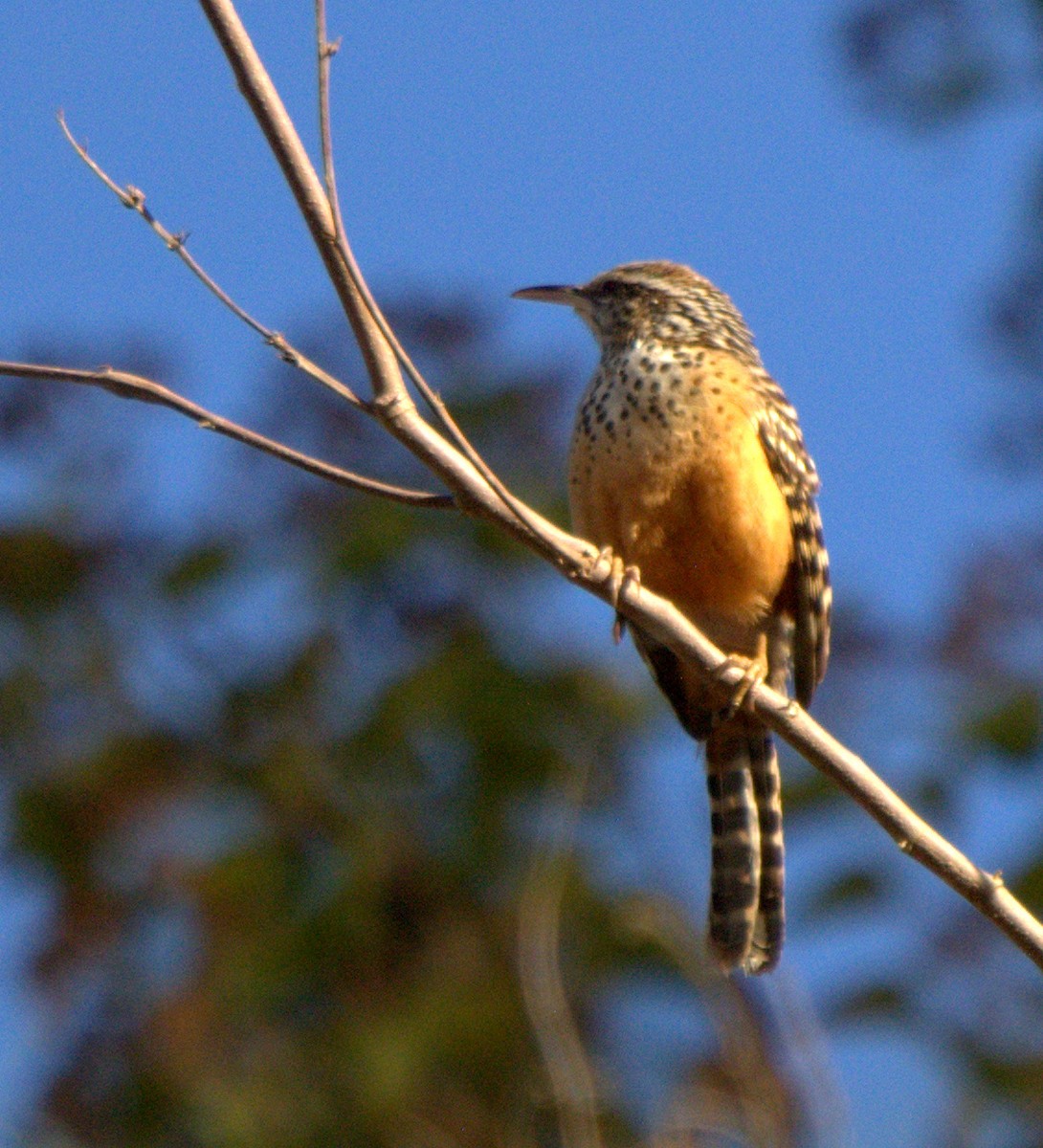 Band-backed Wren - ML534417961