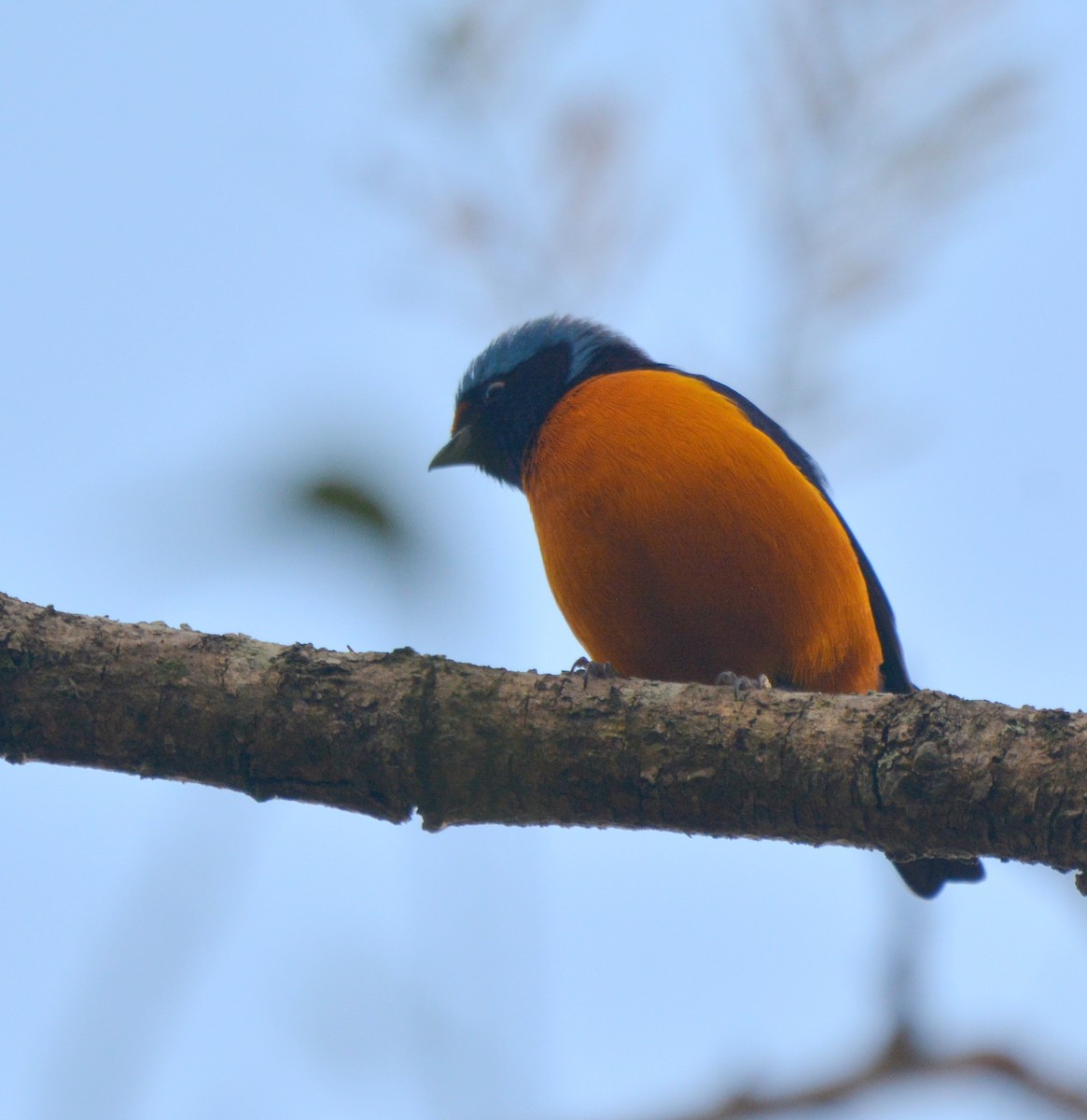 Elegant Euphonia - ML534418111