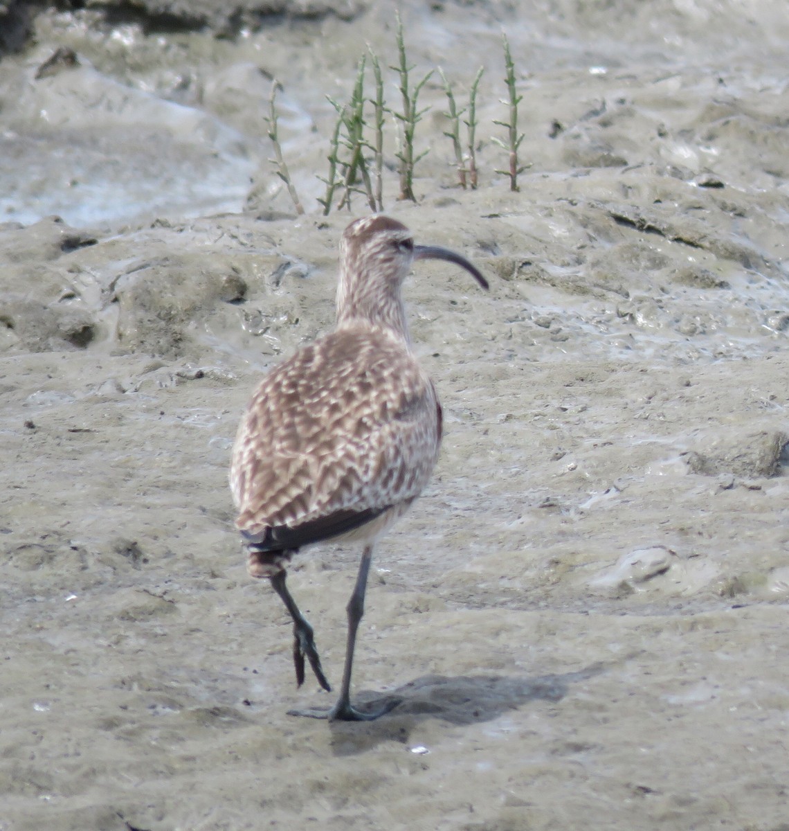 Whimbrel - ML53441851