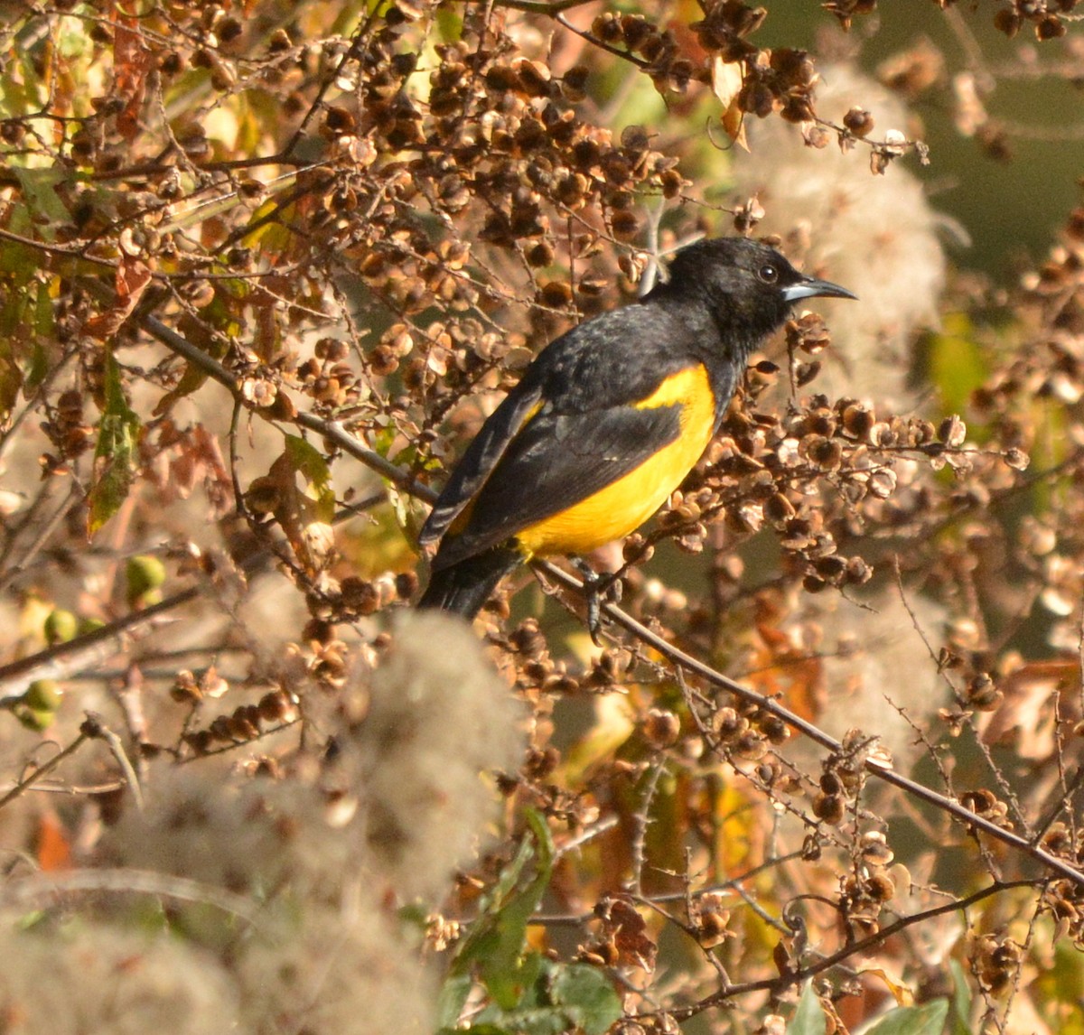 Black-vented Oriole - ML534418711