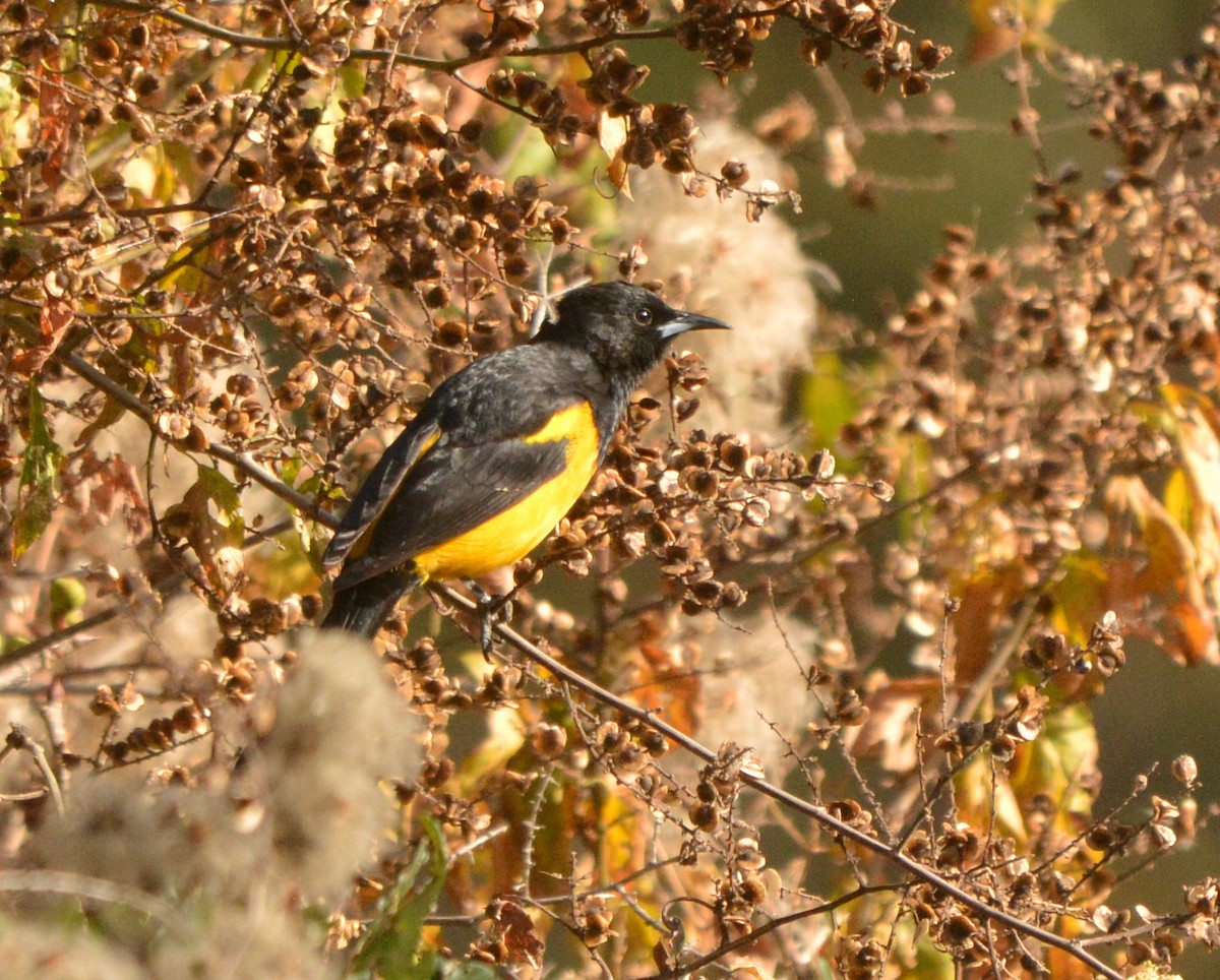 Black-vented Oriole - ML534418721