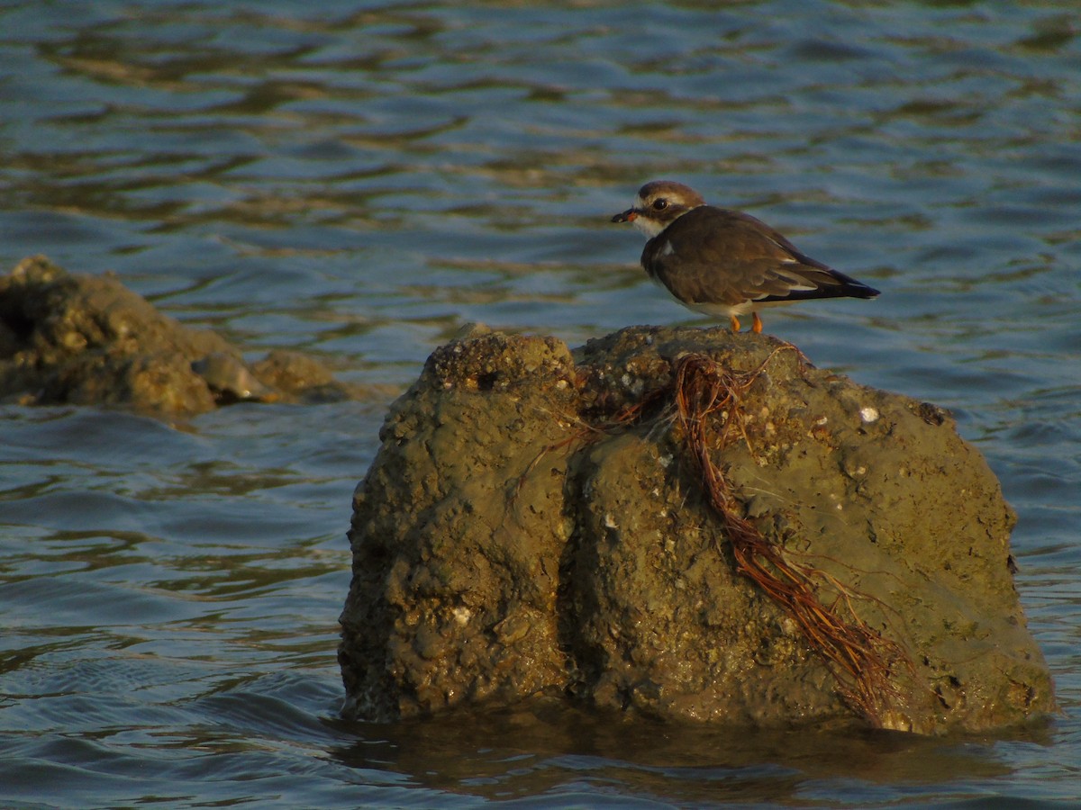 Semipalmated Plover - ML534419301