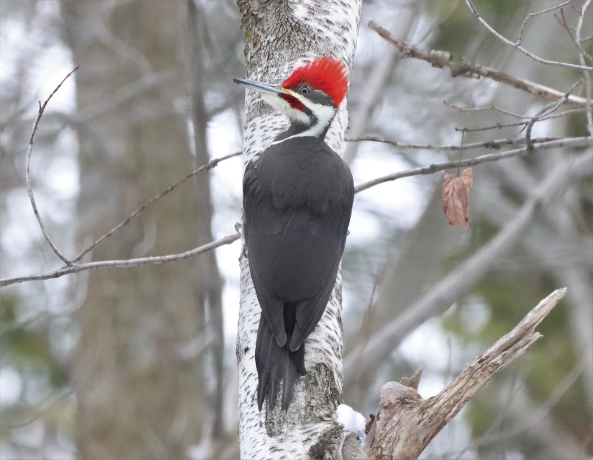 Pileated Woodpecker - ML534420201