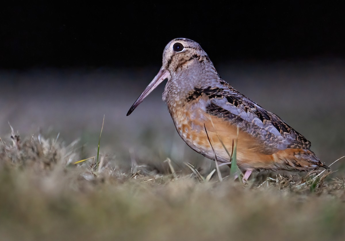 American Woodcock - ML534421261