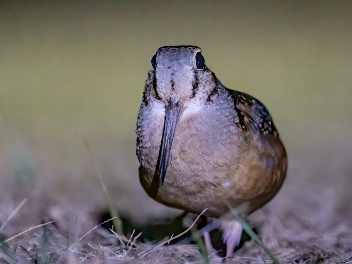 American Woodcock - Matthew Addicks