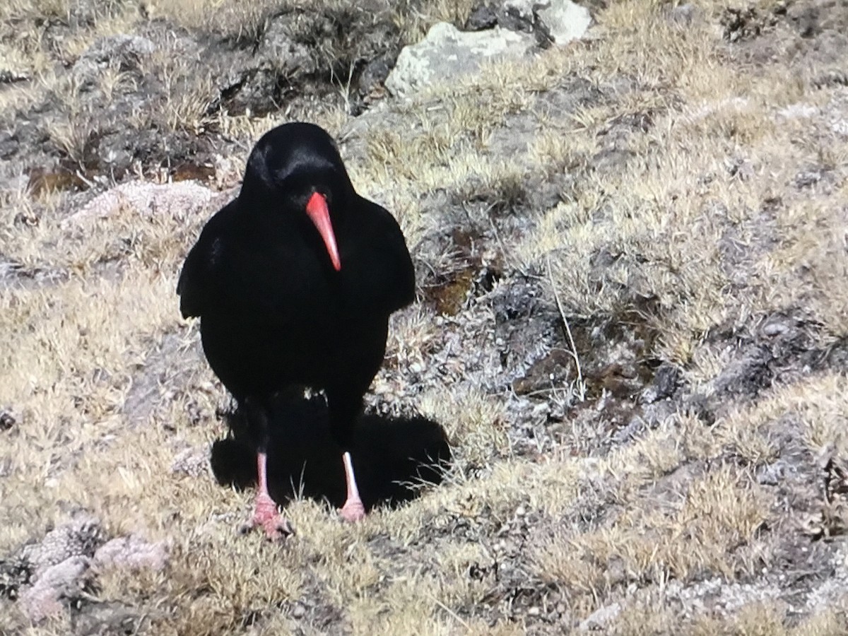 Red-billed Chough - ML534422061