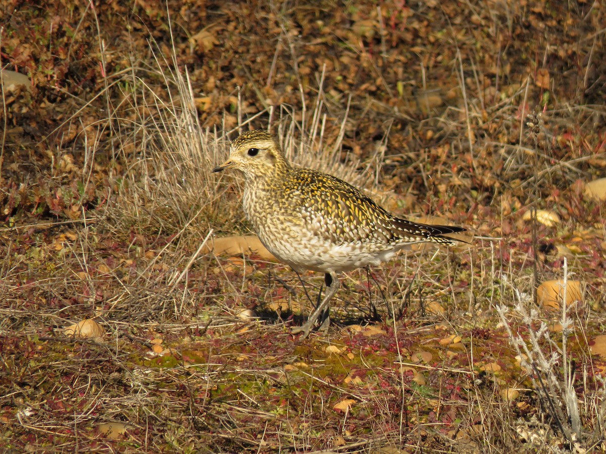 European Golden-Plover - ML534423511