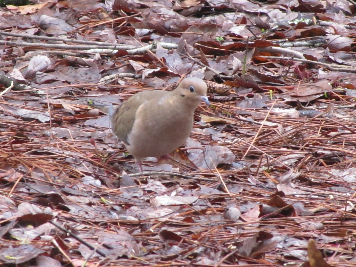 Mourning Dove - ML534425381