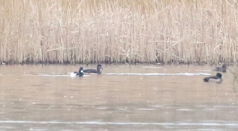 Ring-necked Duck - ML534425841