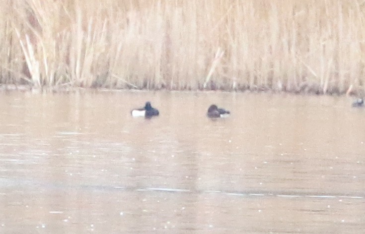 Ferruginous Duck - ML534425971