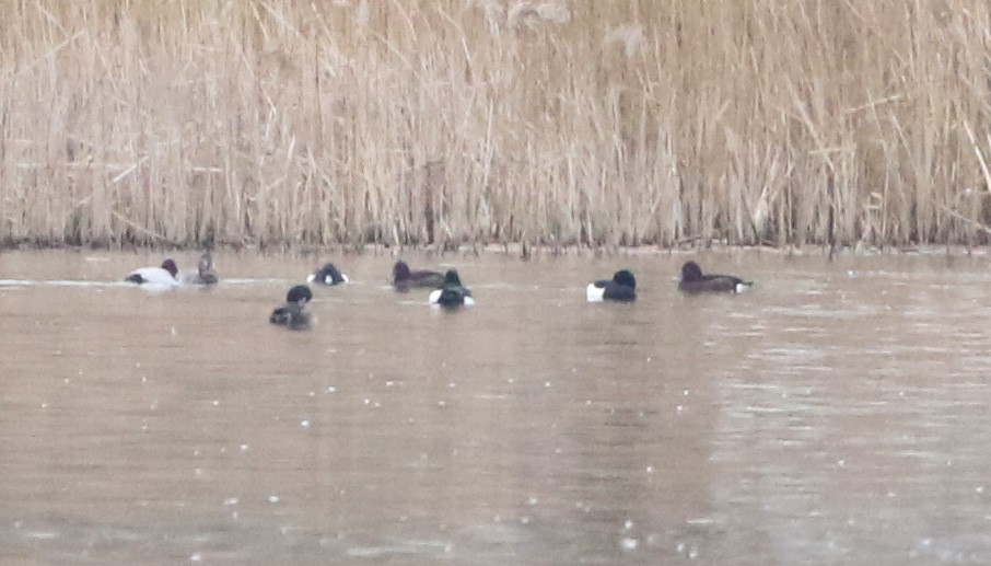 Ferruginous Duck - Ashley Banwell