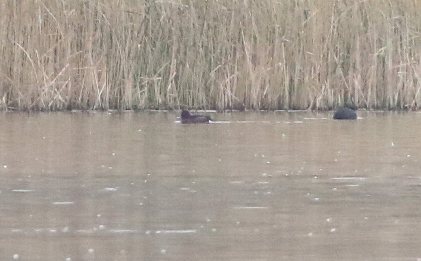 Ferruginous Duck - ML534425991