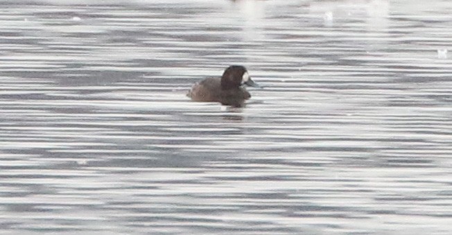 Greater Scaup - ML534426041