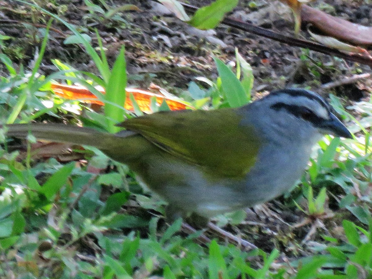 Black-striped Sparrow - ML53442651