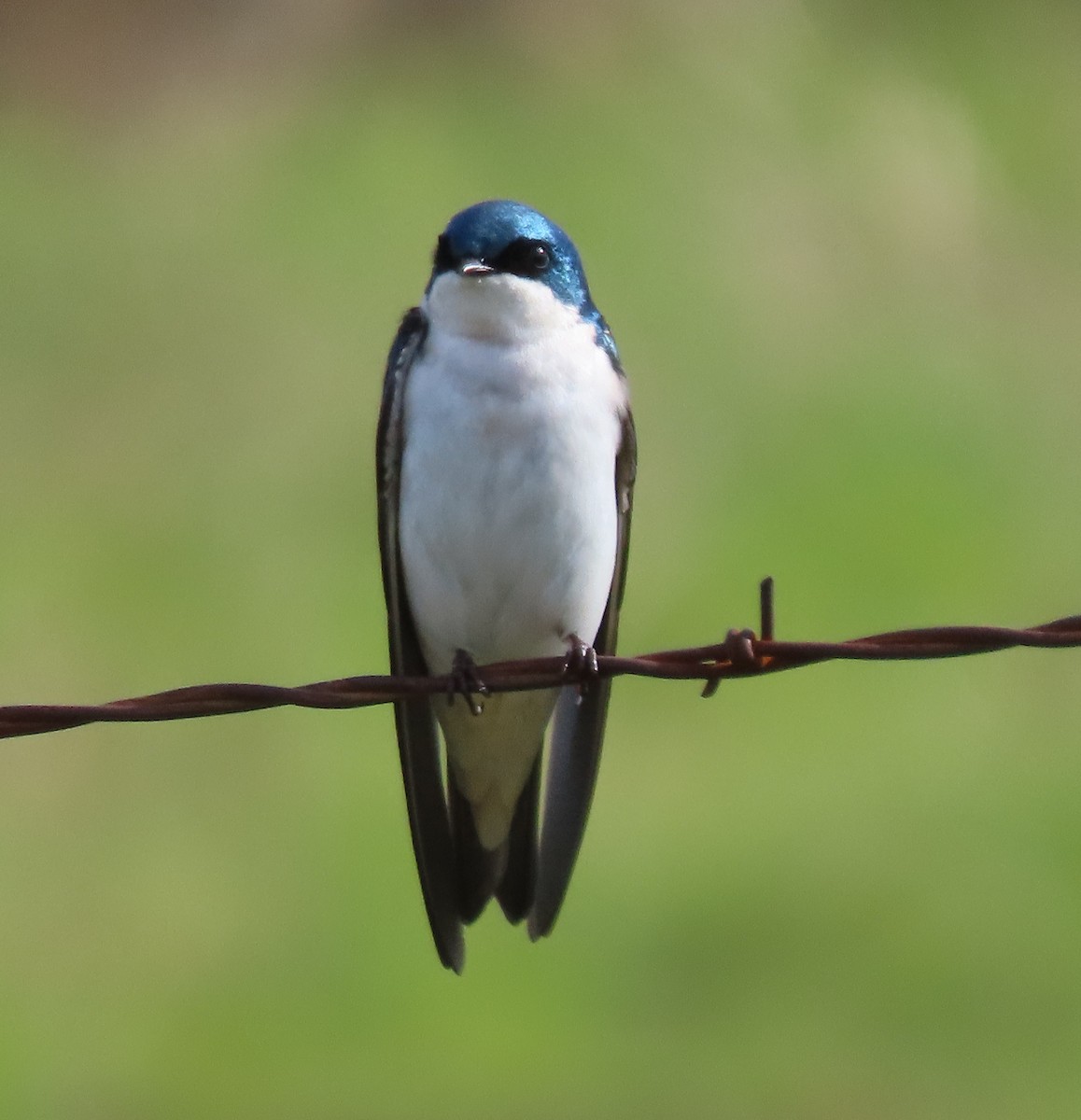 Tree Swallow - ML534426901