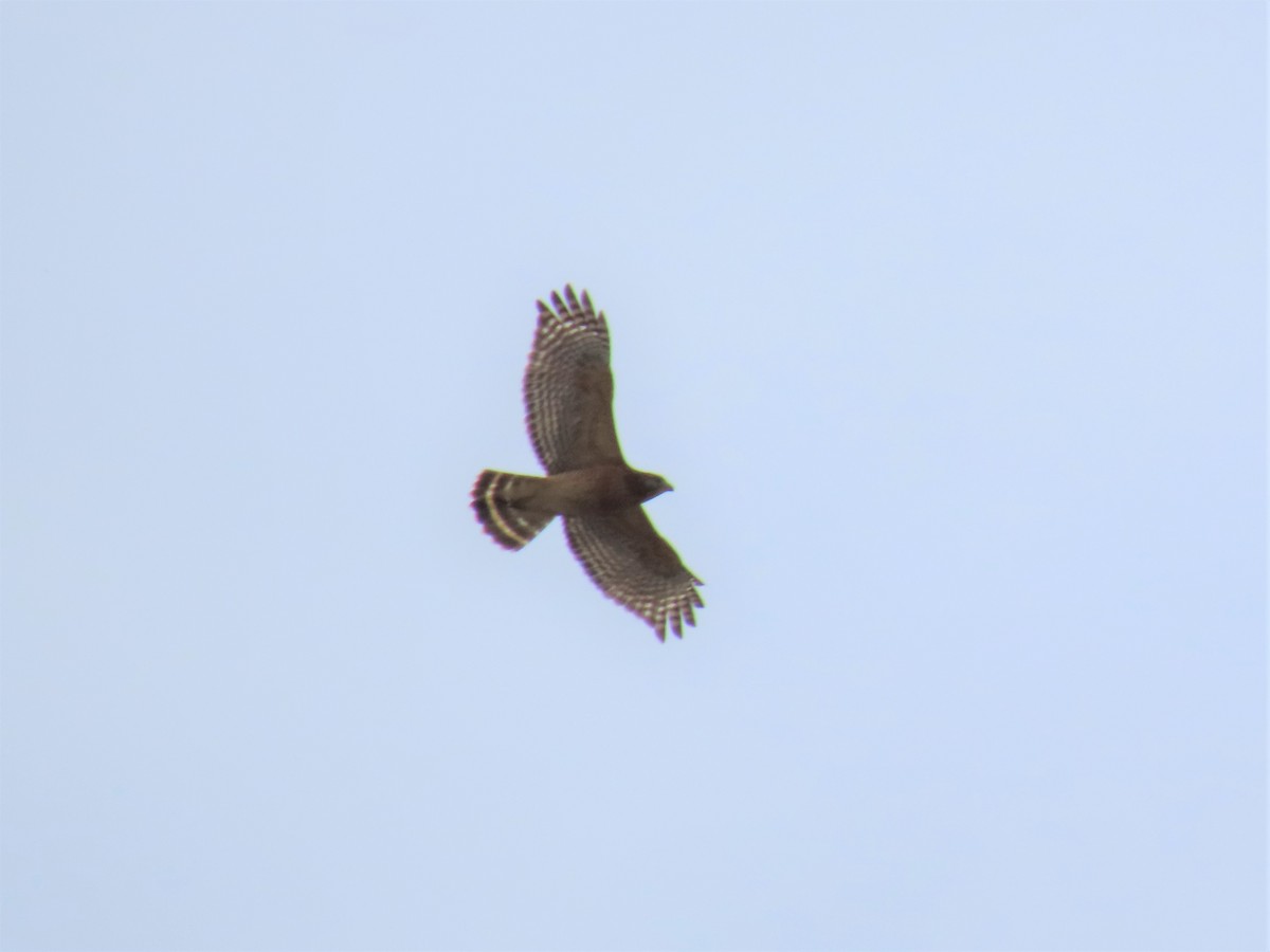 Red-shouldered Hawk - ML534427951