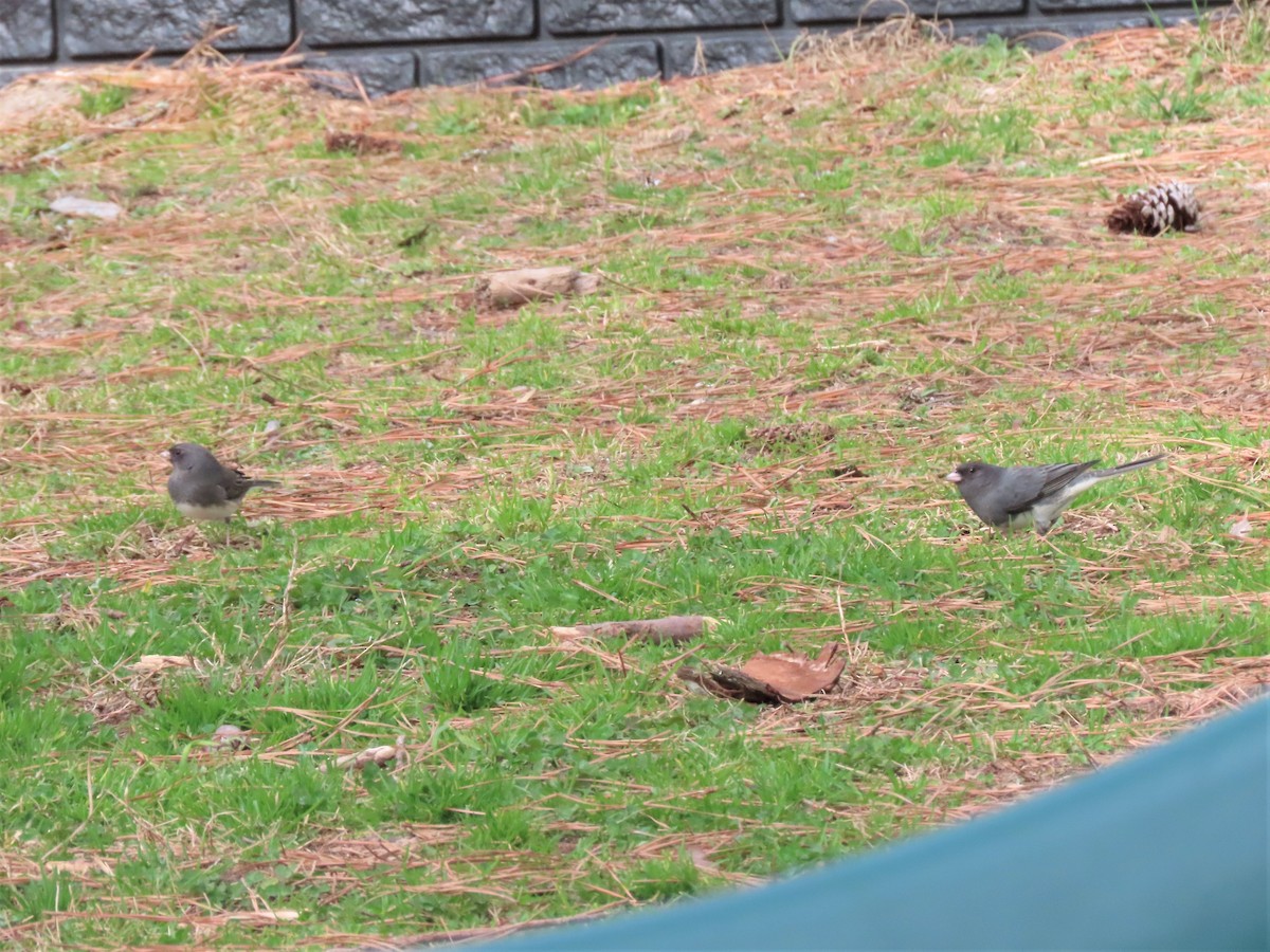 Dark-eyed Junco - Teresa Noel