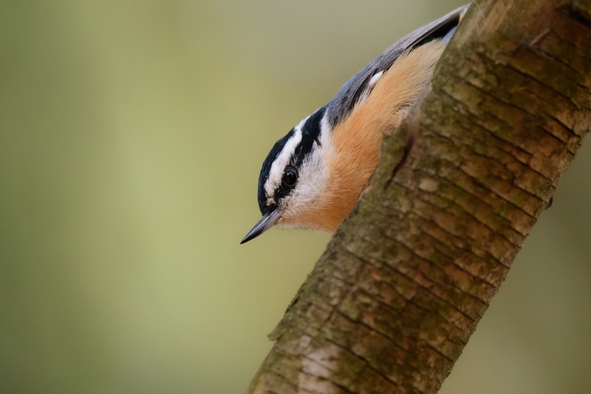 Red-breasted Nuthatch - ML534428511