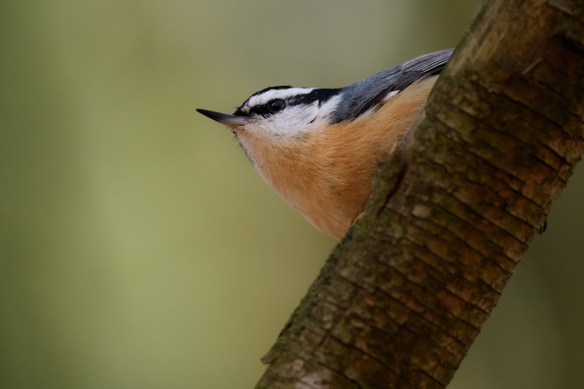Red-breasted Nuthatch - ML534428521