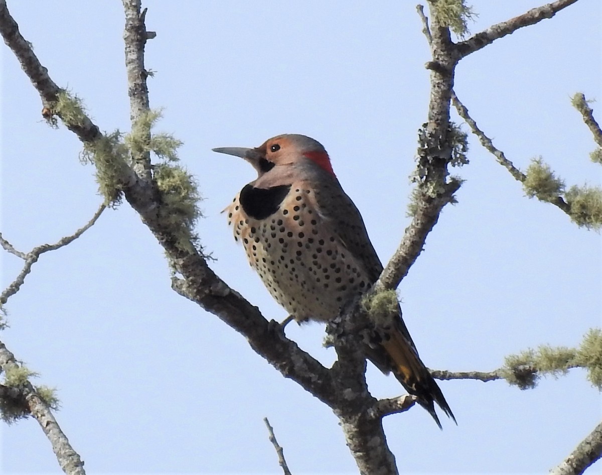 Northern Flicker - ML534429101