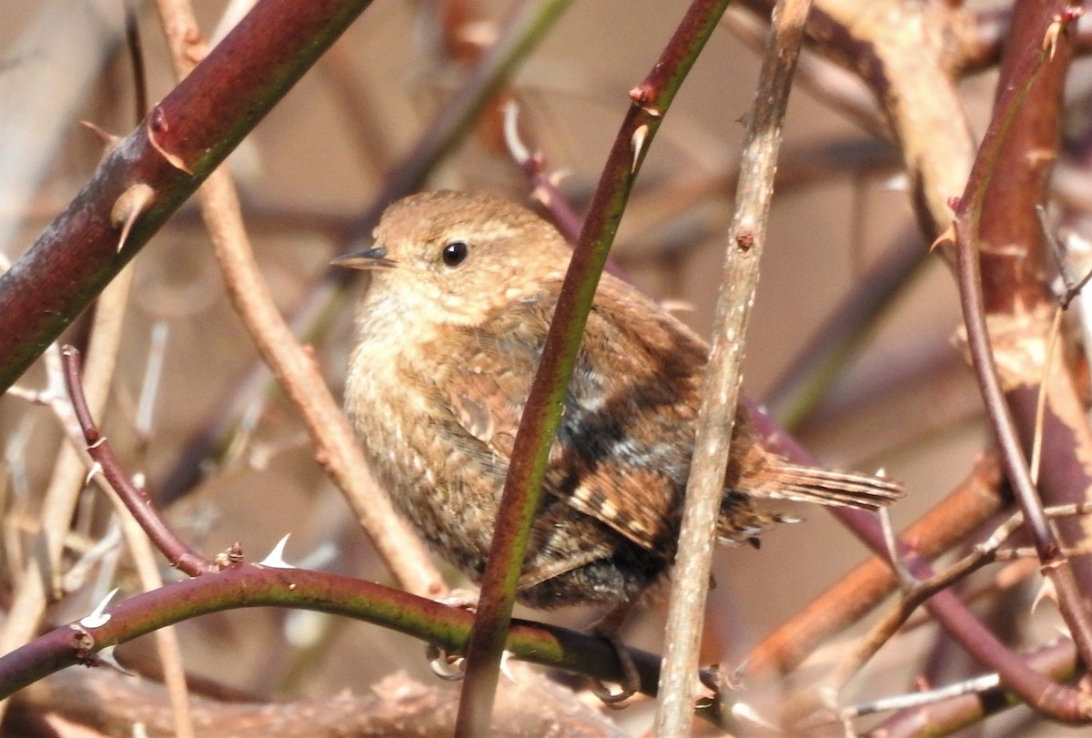 Winter Wren - Moe Molander