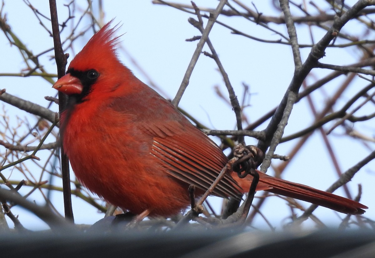 Northern Cardinal - ML534431851