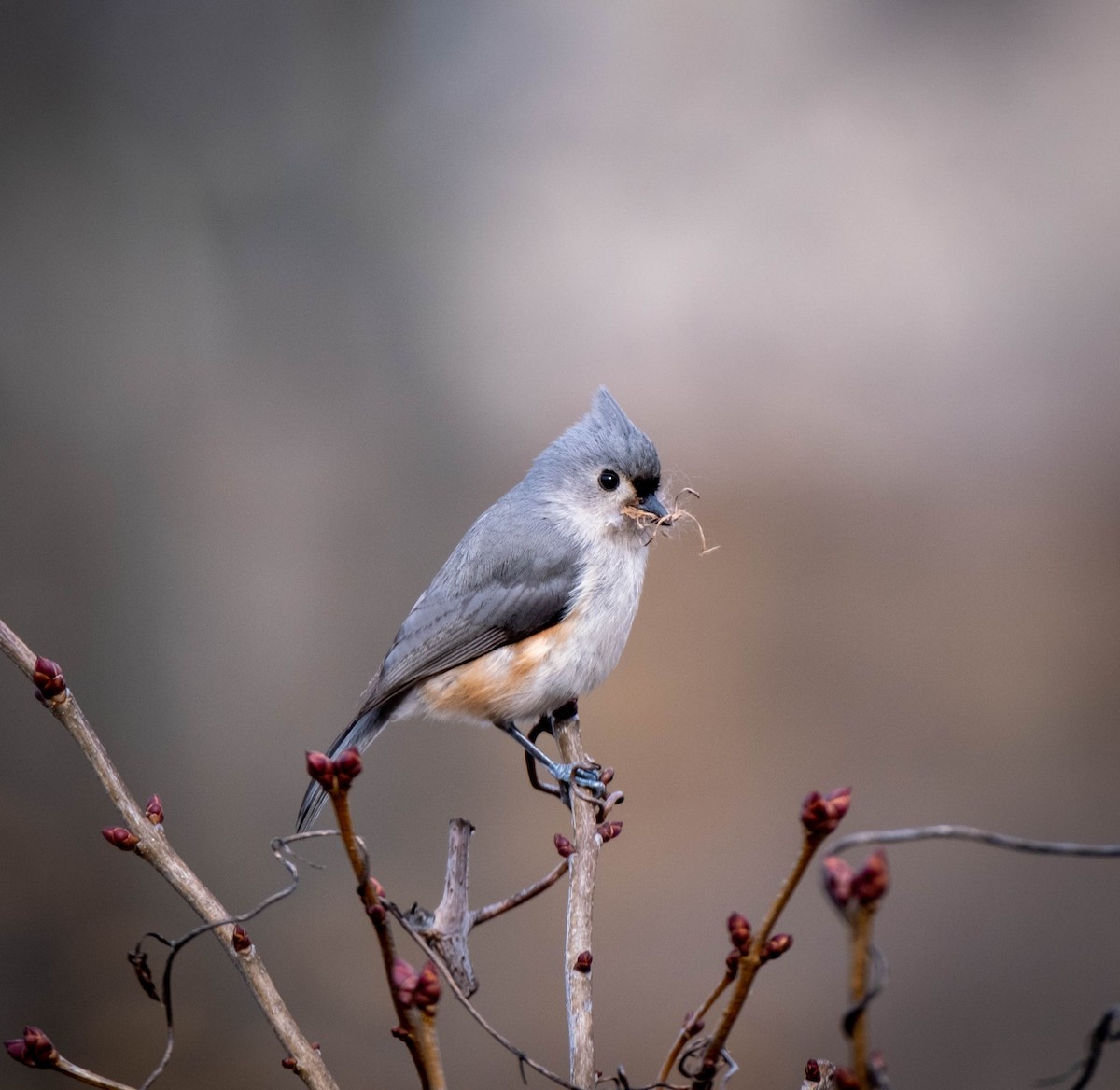 Tufted Titmouse - Frank Guenther