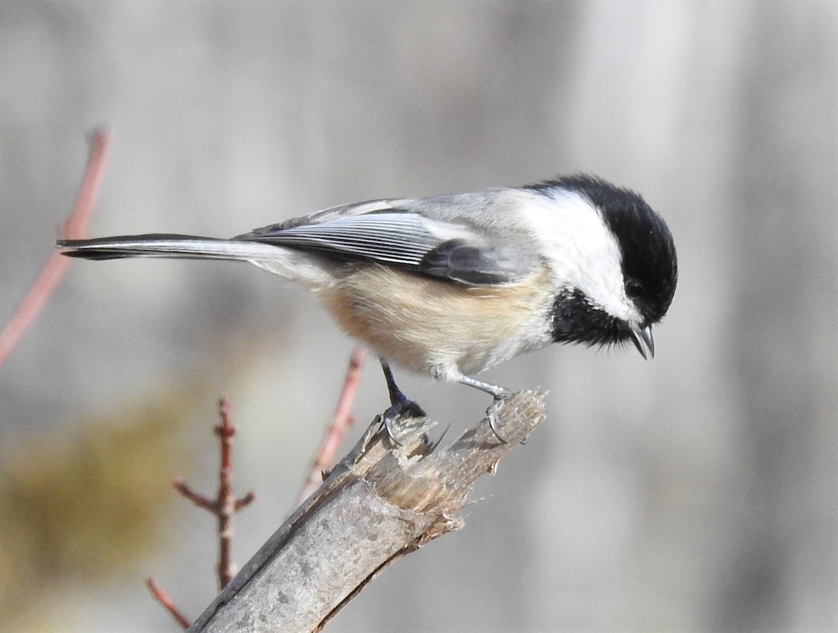 Black-capped Chickadee - ML534432101