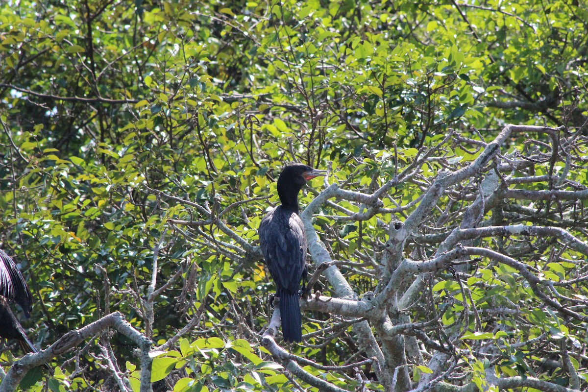 Neotropic Cormorant - ML53443211