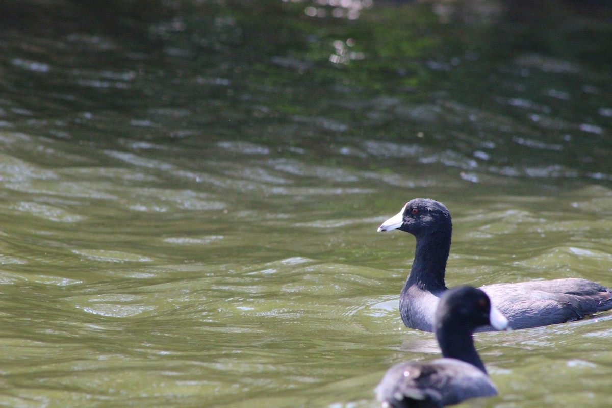 American Coot - ML53443271