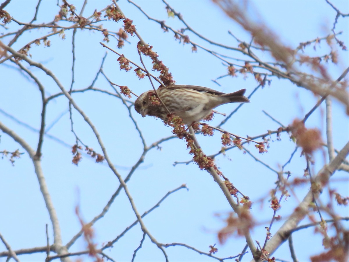 Purple Finch - ML534432711