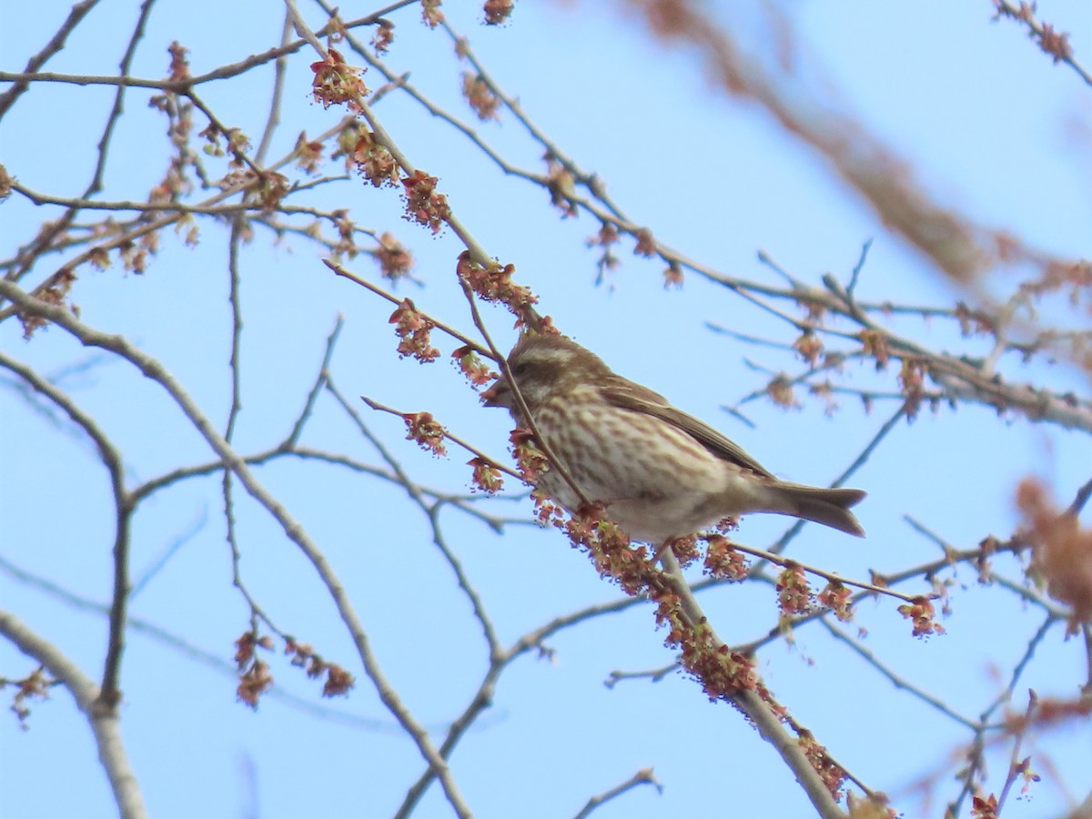 Purple Finch - ML534432731