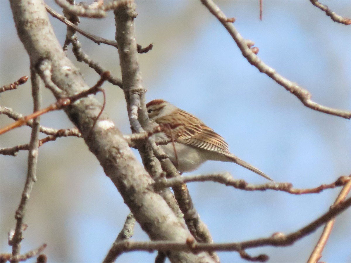 Chipping Sparrow - ML534432911