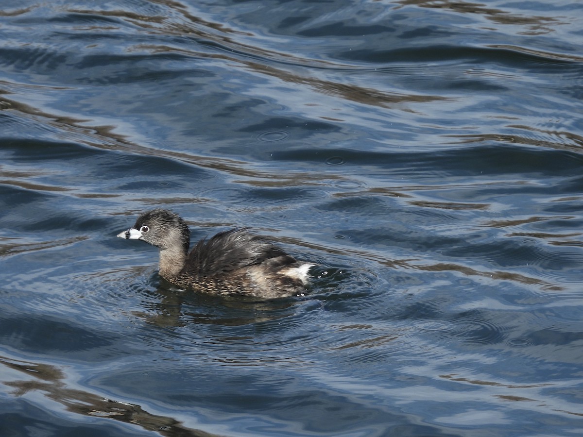 Pied-billed Grebe - Beth Bruckheimer